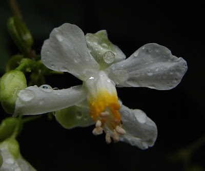 balloon vine flower with water droplets