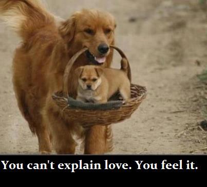 dog, cat, funny sayings, funny photos, funny pets, www.petsnmore.org