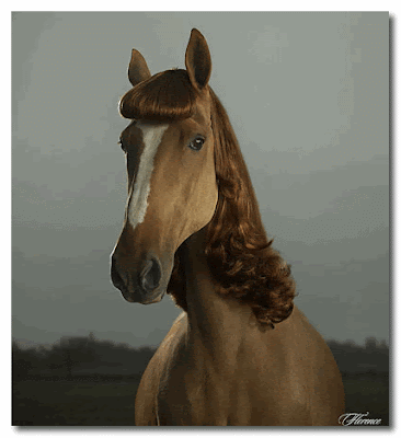 horses hair styles Julian Wolkenstein