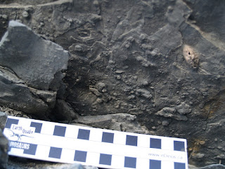 Invertebrate diplichnites and rusophus trackways found at the Sussex road cut