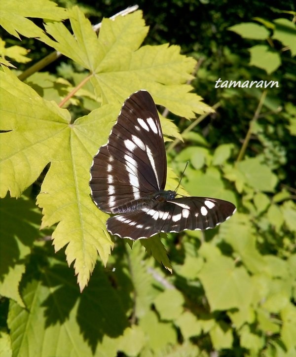 Бабочка пеструшка (Neptis sp.)