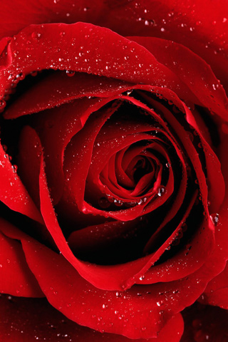 Pictures Of Red Roses. girlfriend Bright Red Rose