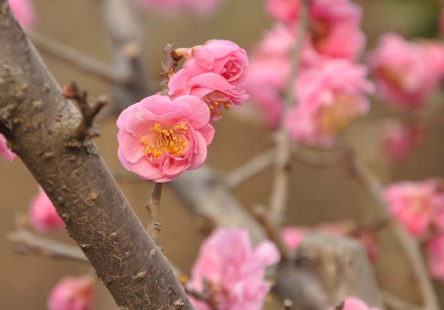 Plum Flowers