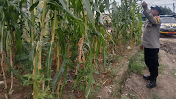 Dukung Program Asta Cita Presiden, Bhabinkamtibmas Polsek Sukra Kembangkan Lahan Jagung di Pekarangan Warga