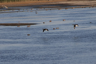 Pale-bellied Brent Geese