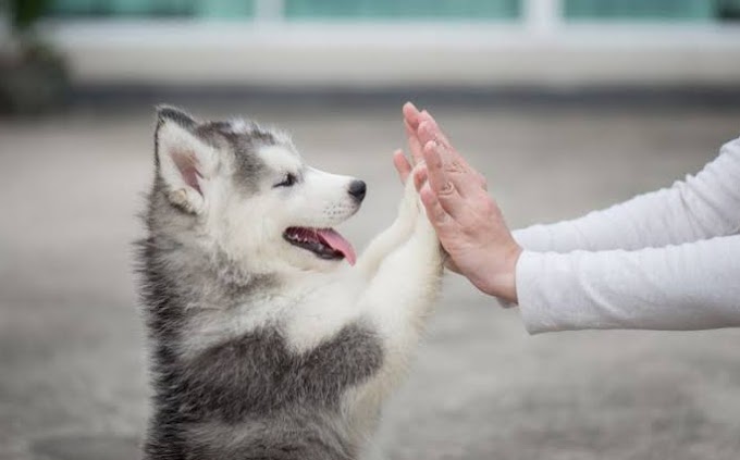 Apa Hukum Bagi Muslim yang Memelihara Anjing?