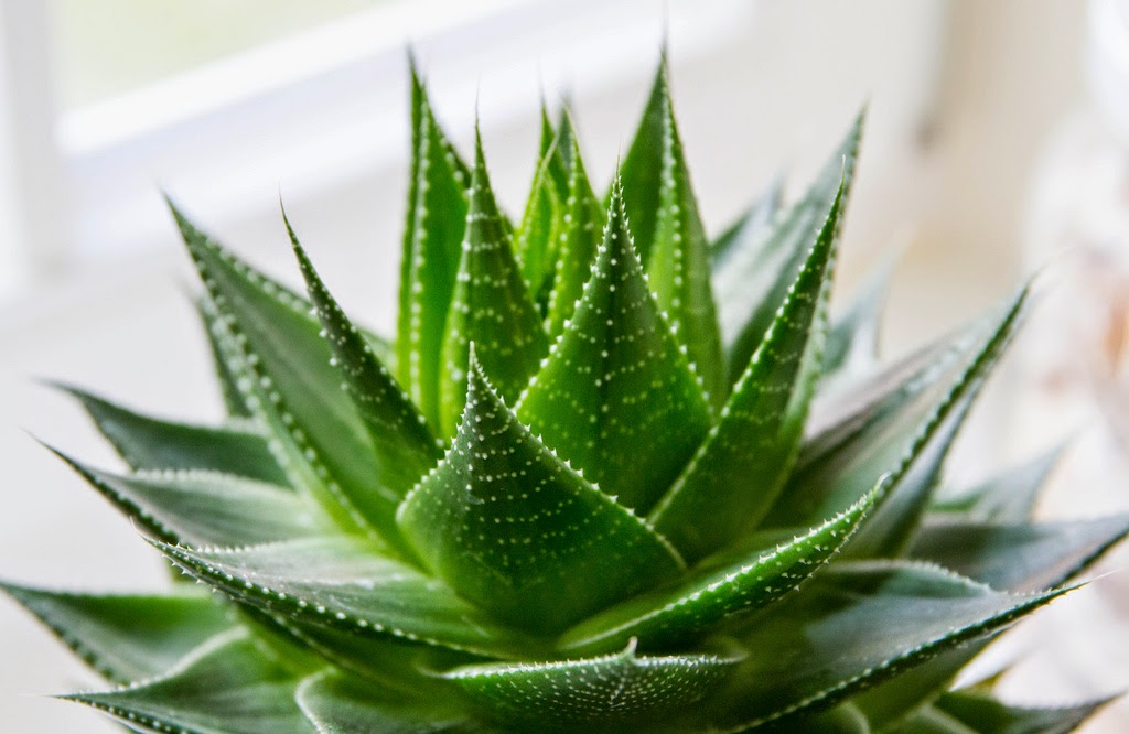 aloe vera e rughe