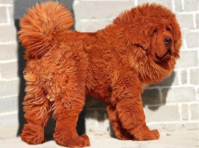 Appearance of world most expensive dog Tibetan Mastiff