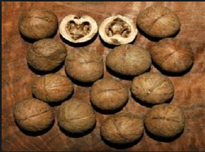 Walnut, nuts, walnuts, seeds