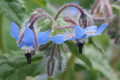 Bernagie - Blaubekje - Borago officinalis