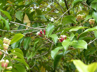 Giroflier - Syzygium aromaticum - Clou de Girofle