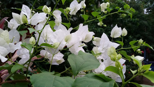 BOUGAINVILLEA. flower