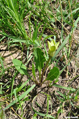 Flor de sapo chica (Jaborosa runcinata)