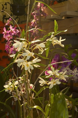 Dendrobium luteolum care and culture