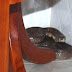 Người bị rắn độc cắn chết trong nhà nghỉ hay nhậu thịt rắn