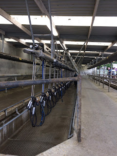 Milking Shed