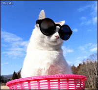 Funny Cat GIF • Cool cat wearing his new sunglasses for summer. Damned, he is sexy and fashionable