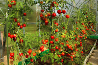 Organic Fertilizer for Tomato Plants