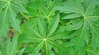 papaya leaves benefits