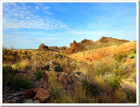 Ocotillo 