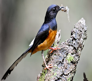 Extra Fooding Untuk Burung Murai