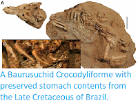 https://sciencythoughts.blogspot.com/2014/12/a-baurusuchidcrocodyliforme-with.html