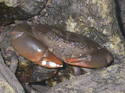 Spotted-belly Crabs (Ozius guttatus)