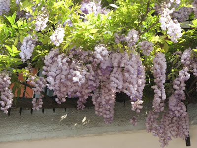 Wisteria would kill for this balcony,Home Garden