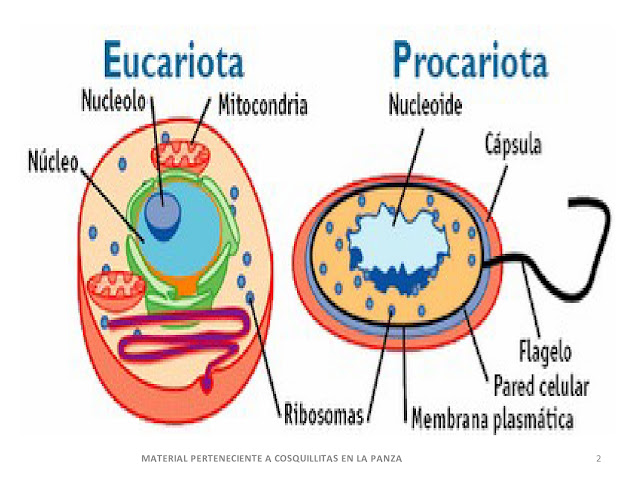 Resultado de imagen para LA CELULA PRIMARIA