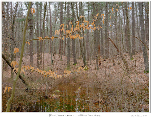 Great Brook Farm: ... withered beech leaves...