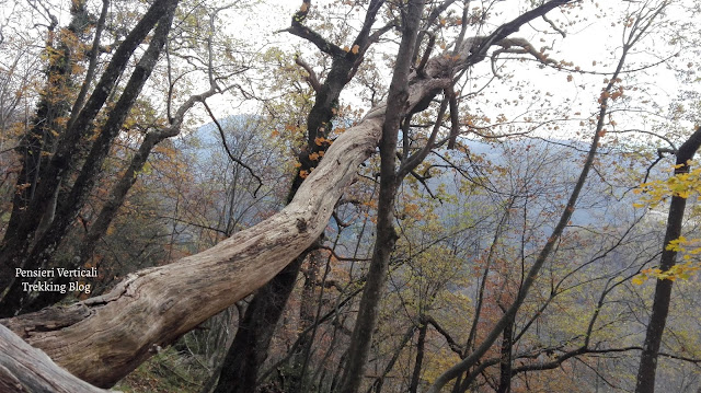 Un albero caduta nel bosco della Ciociaria per andare all'Eremo di San Domenico