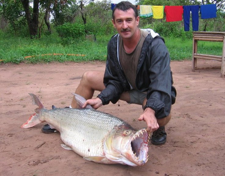 A Goliath Tiger Fish is a kind