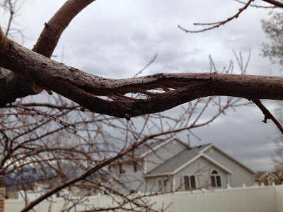 Broken Apricot Branch