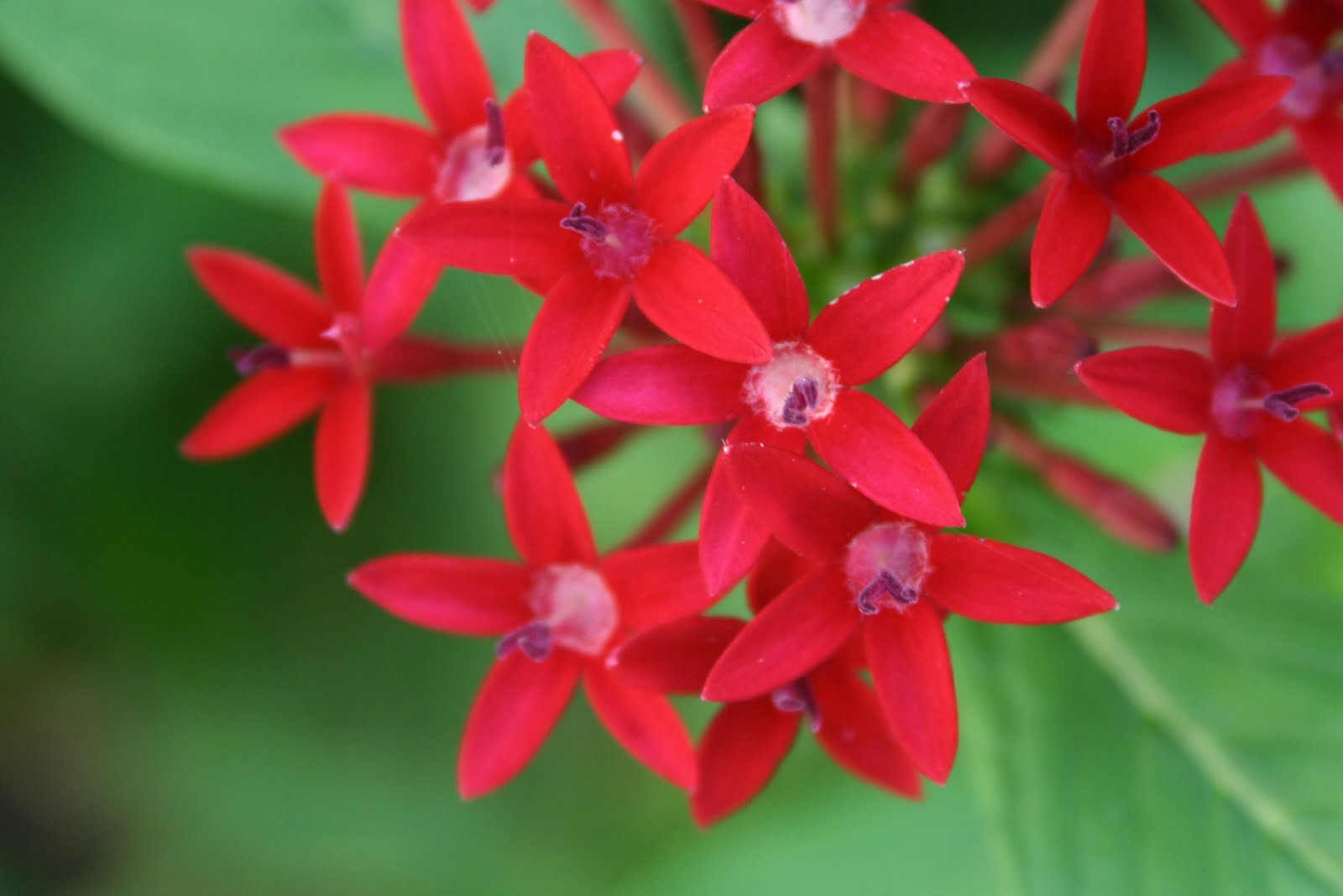 Las plantas tropicales imágenes prediseñadas Descargar 