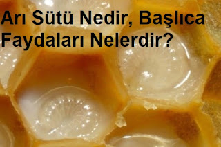 Arı Sütü Nedir, Başlıca Faydaları Nelerdir?