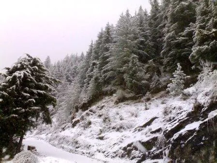 Snow Fall in Auli Uttarakhand