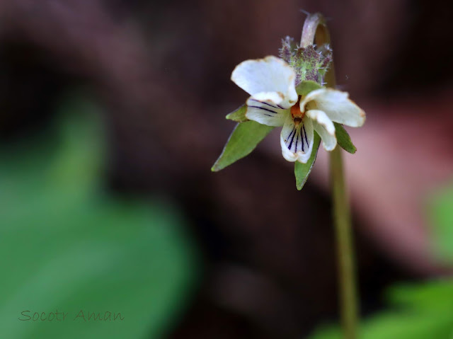 Viola grypoceras