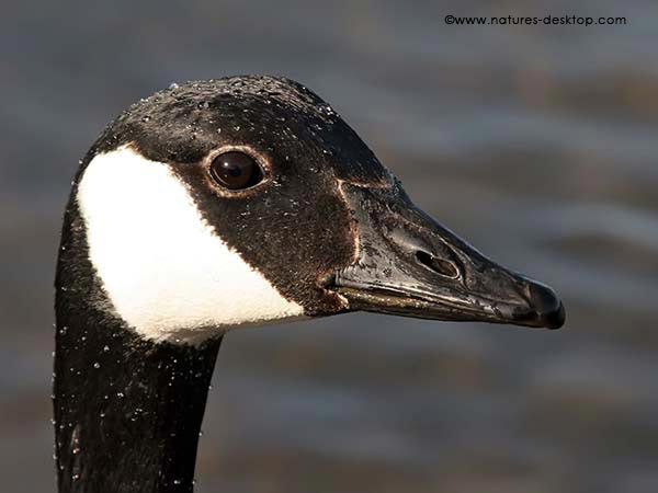 canadian goose head