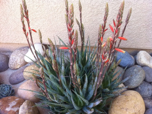 Aloe ‘Blue Elf’