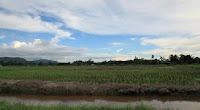 brunei Rampayoh paddi field