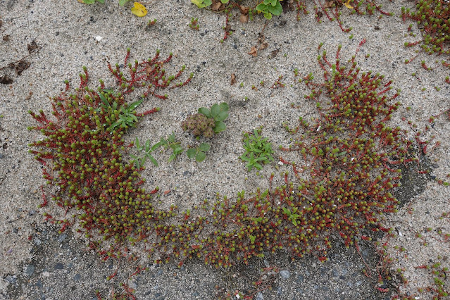 護岸の穴が植木鉢状になっていました