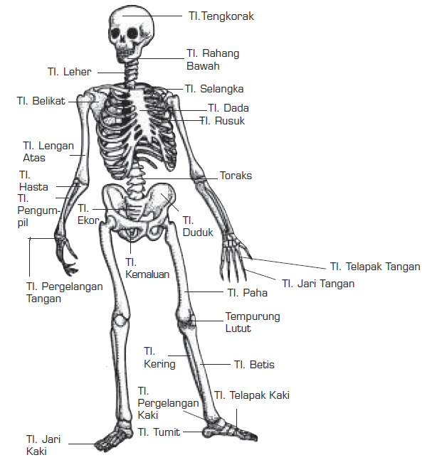 Fungsi Tulang  Rangka Jumlah Tulang  Nama Tulang  dan  