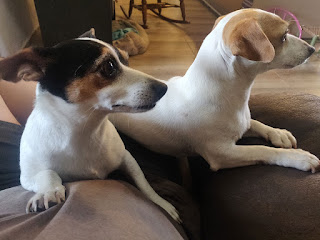 Puppies outraged at the rain