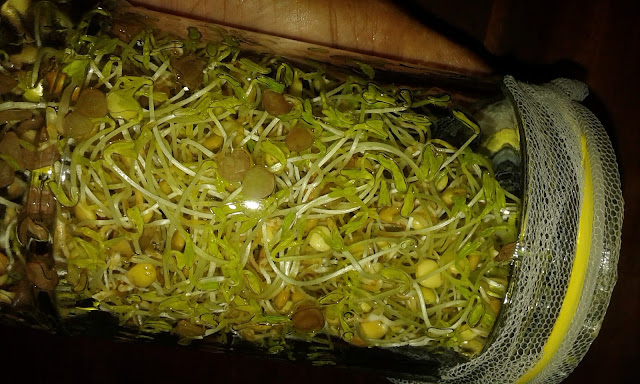 Naturopathic Control: Sprouting 101 with Lentil Sprouts