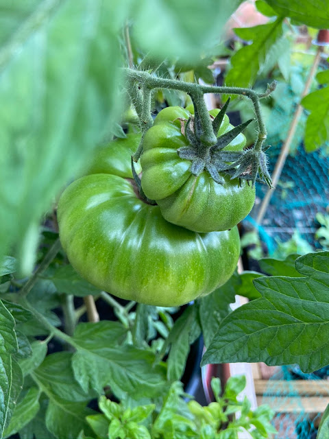 Homegrown tomatoes