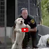 Dog Owners Who Tied up Pets During Hurricanes Might Face Charges! SHARE if you agrre with this! Thank you!
