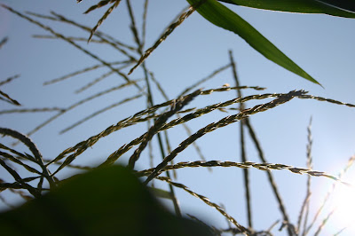 Corn tassels in the August sun