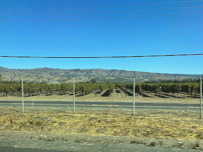 rows of grapes