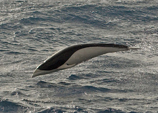 Southern Right Whale Dolphin - Hewan Aneh