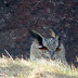 Eagle Owl - North York Moors